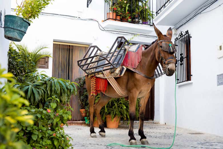 Contemplando los bonitos burros de Frigiliana