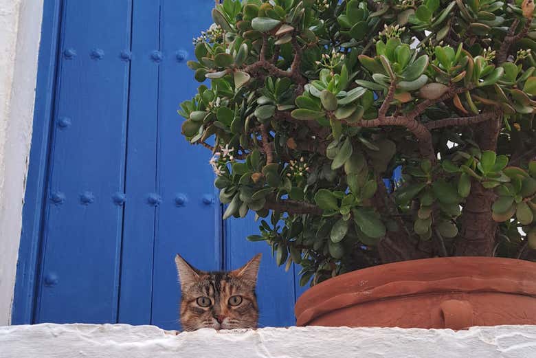 Una gato frente a una clásica puerta en Frigiliana