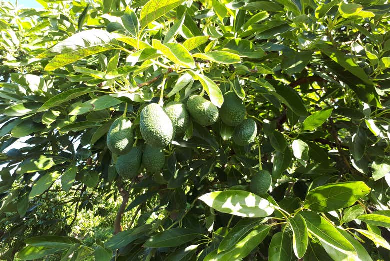 Disfrutando de la visita guiada por la finca de aguacates