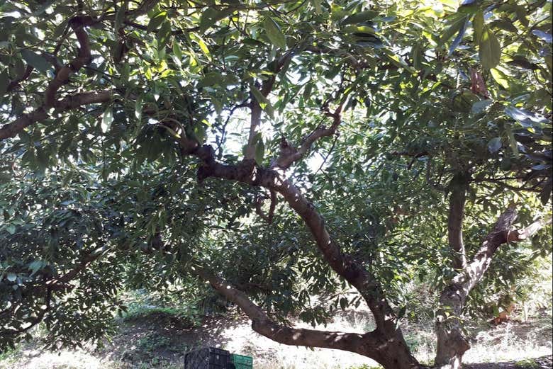 Recorriendo la plantación de aguacates