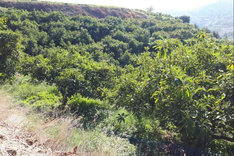 Aguacateros en Frigiliana