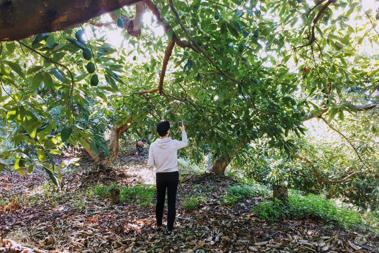 Fotografiando la plantación de aguacates