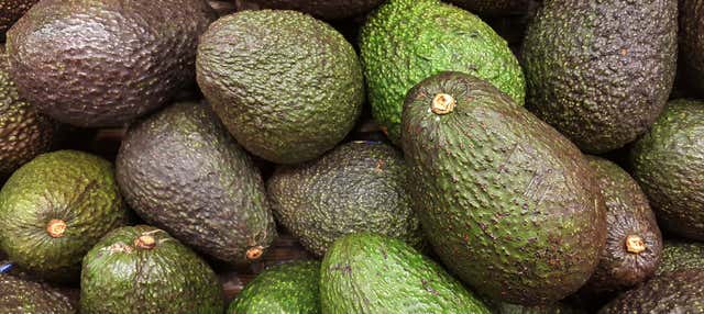 Visita a una plantación de aguacates