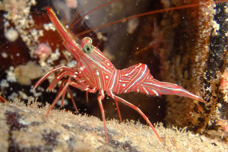 Crevette