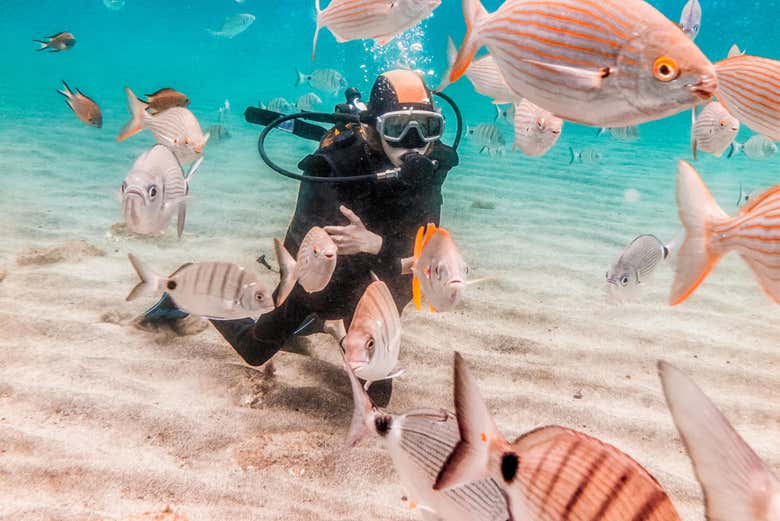 Découvrez la faune marine de la zone