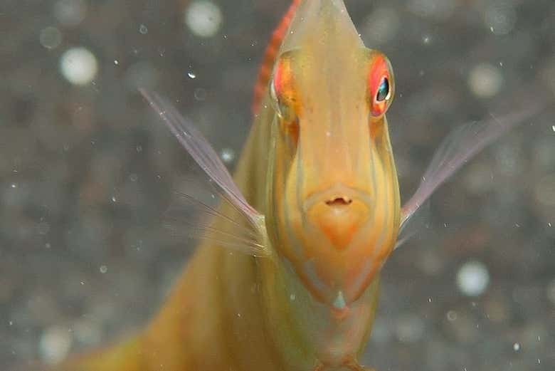 Poissons que vous verrez en faisant du snorkeling à Fuencaliente