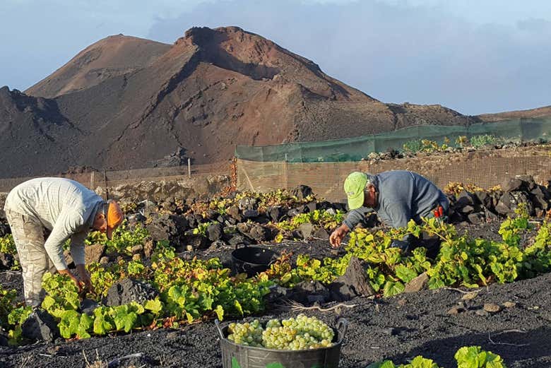 Vignes de Palma
