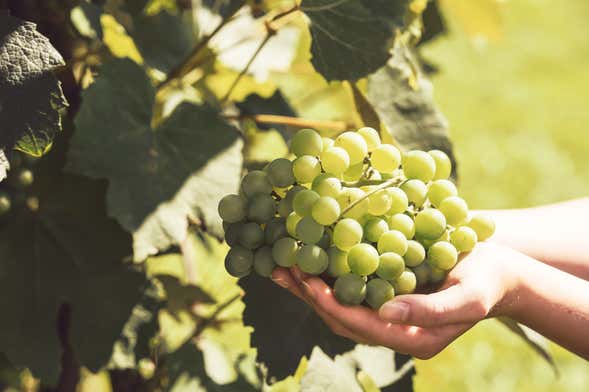 Visita a las bodegas Teneguía