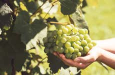 Visit Bodegas Teneguía Winery
