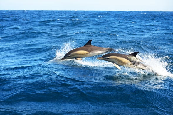 Avistamiento de delfines en Fuengirola