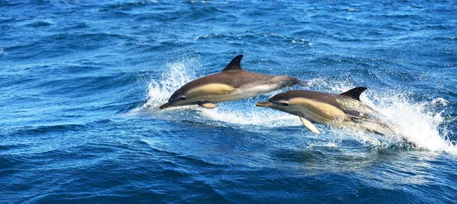 Avistamiento de delfines en Fuengirola