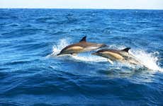 Avistamiento de delfines en Fuengirola