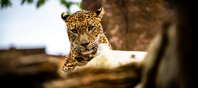 Bioparc Fuengirola Ticket