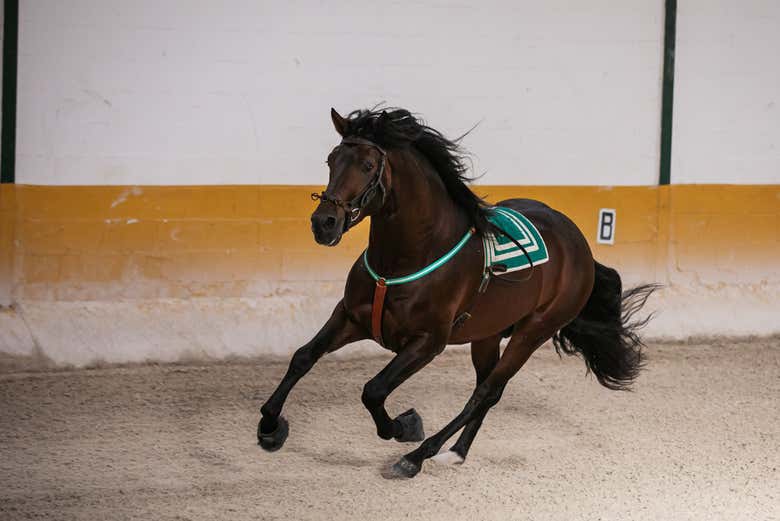 Un cheval au galop à El Ranchito