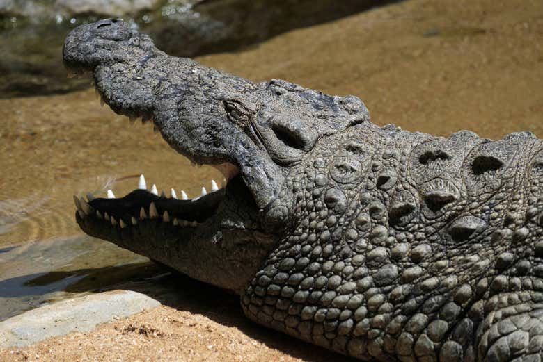 Crocodile du Bioparc Fuengirola