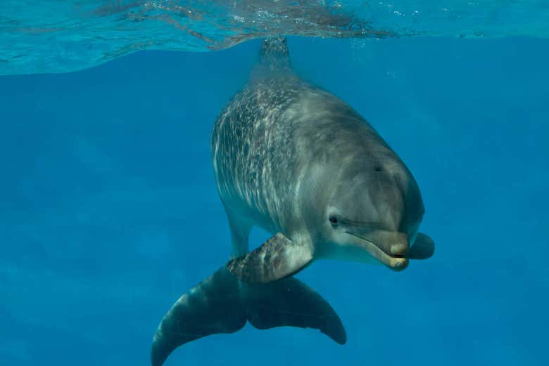 Un dauphin
