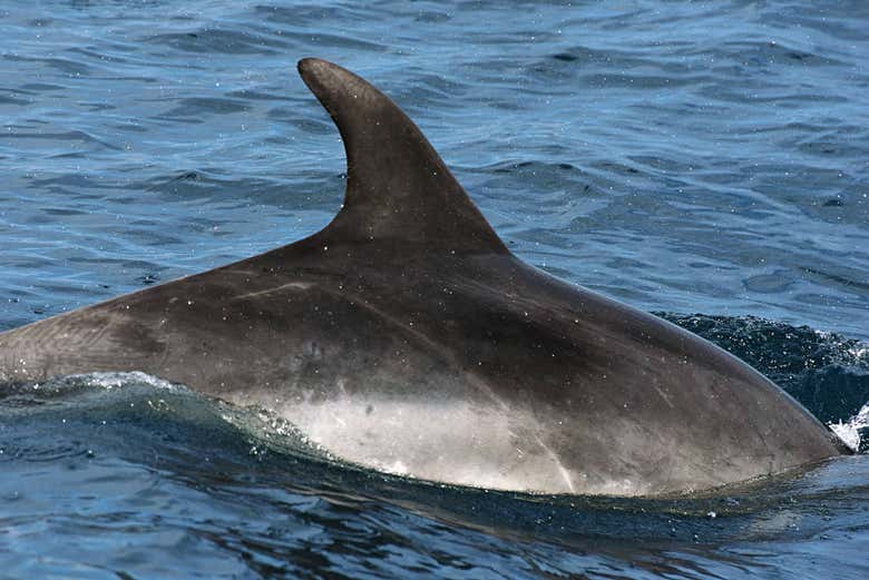 Dauphins dans les eaux d'Andalousie