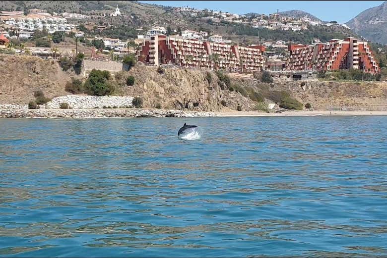 Un dauphin sautant face à la côte de Fuengirola