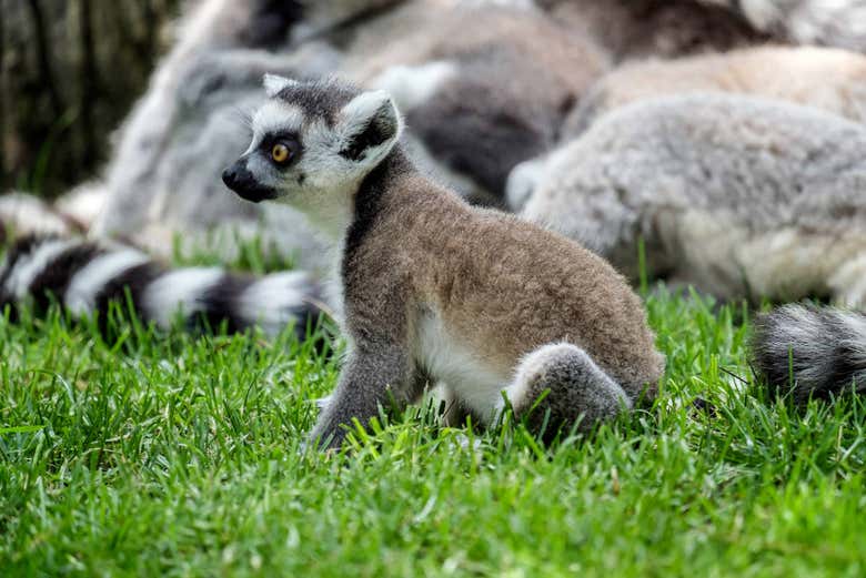 Admiring the Lemurs