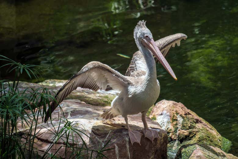 Pélican du Bioparc Fuengirola