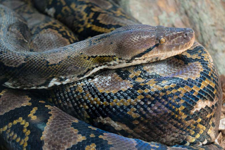 Serpent du Bioparc Fuengirola