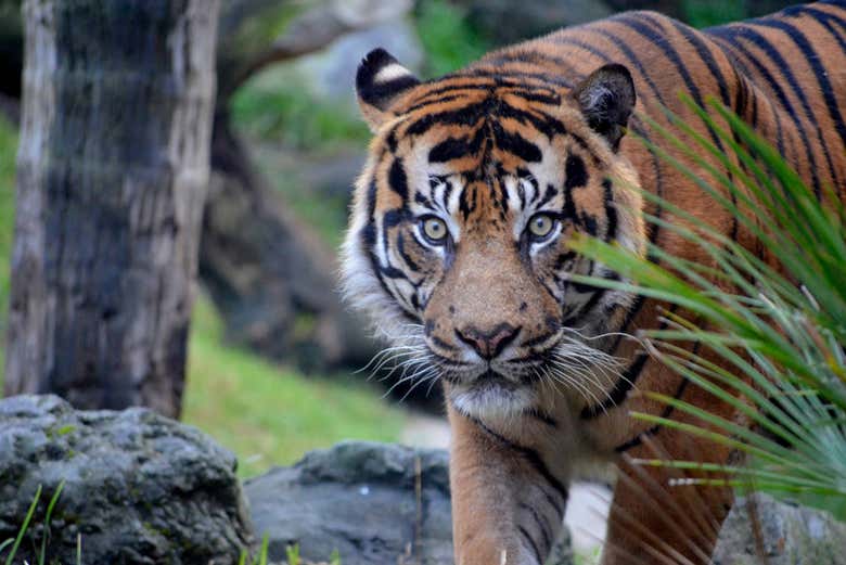 Tigre du Bioparc Fuengirola