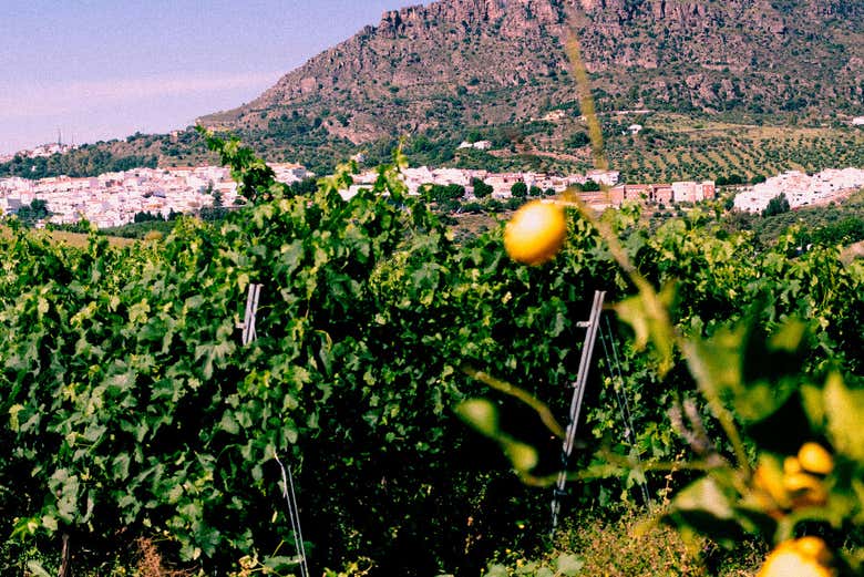Visiteremo un vigneto locale