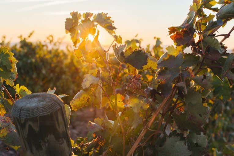 Tramonto sui vigneti