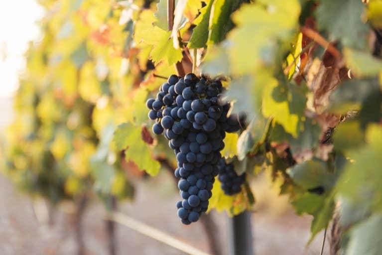 Uva delle cantine Altanza