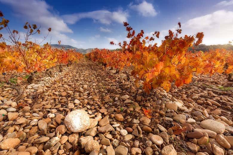 Vinhedos de Valpiedra