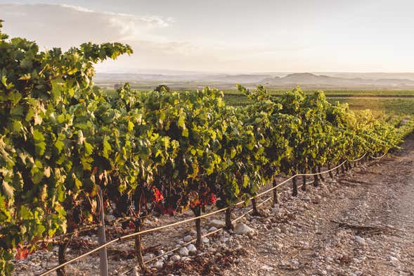 Visita a la bodega Heras Cordón