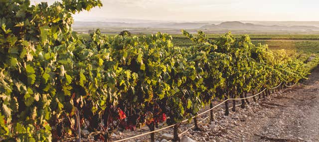 Visita a la bodega Heras Cordón