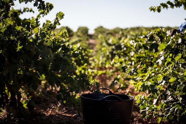 Période de vendanges !
