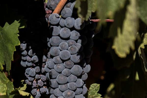 Dans les vignes d'Eme Bodegas