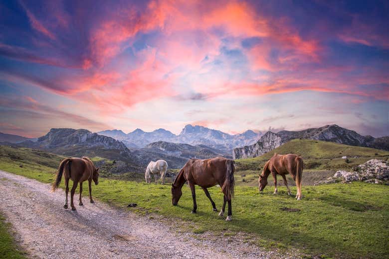 Caballos en los Picos de Europa