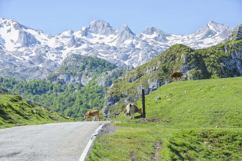 Vistas de los Picos de Europa