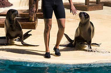 Oasis Wildlife Fuerteventura