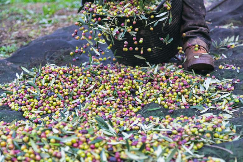 Raccolta delle olive al frantoio Hejul