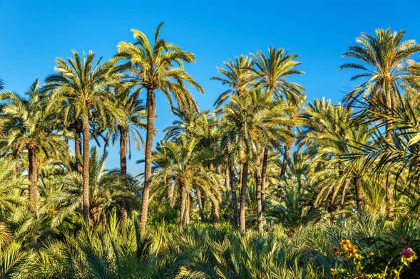 Excursão à ilha de Tabarca e palmeiral de Elche