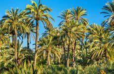 Excursión a la isla de Tabarca y palmeral de Elche
