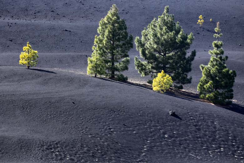 Canary Island Pines