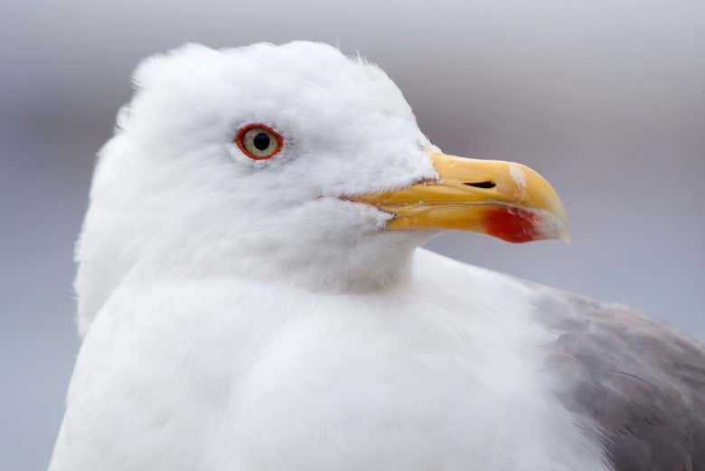 Une mouette dans le port de Santurtzi