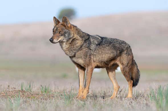 Iberian Wolf Sighting