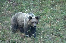 Avistamiento de oso pardo cantábrico en Asturias