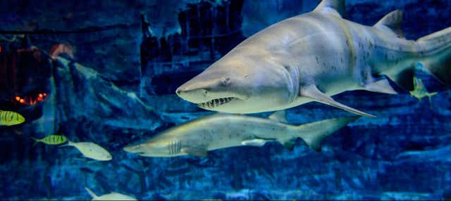 Entrada al Acuario de Gijón