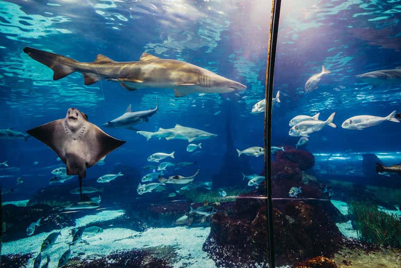 Acuario de Gijón