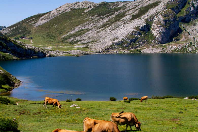 Lagos de Covadonga rodeados de vaquitas