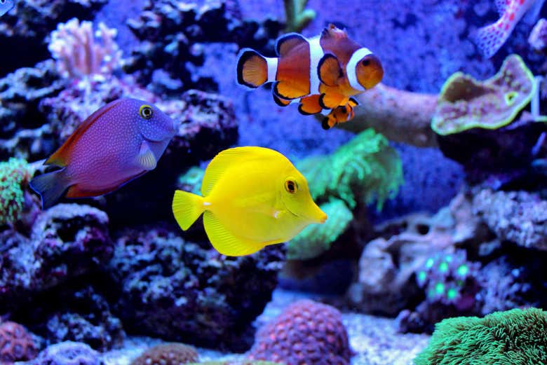 Colourful fish at Gijon Aquarium
