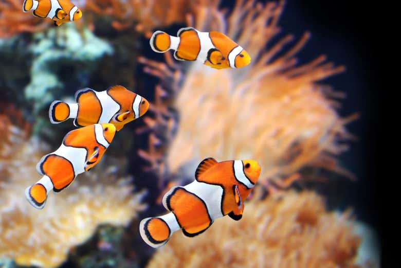 Clownfish