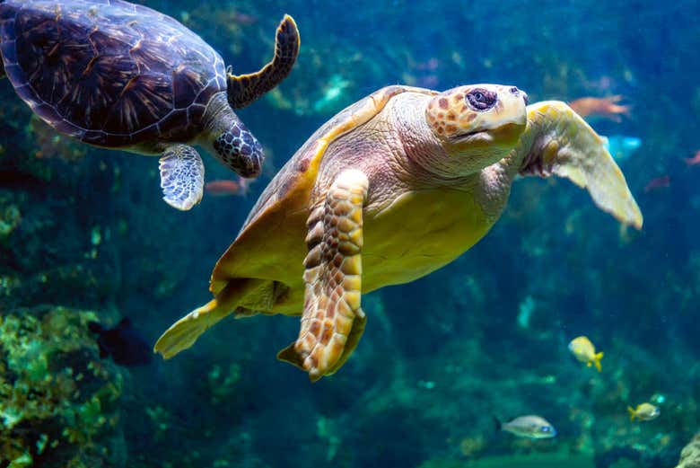 Turtle at Gijon Aquarium